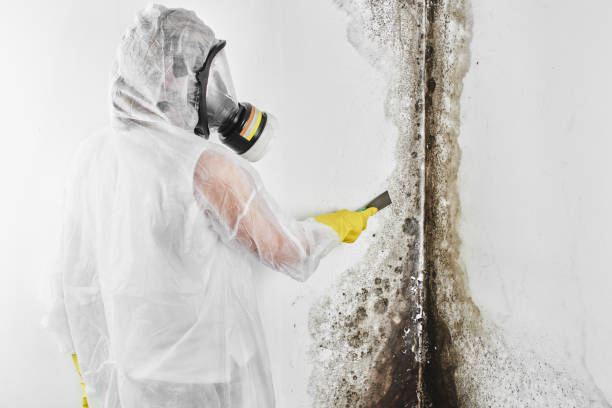 Best Emergency Mold Remediation  in Lake Arrowhead, CA